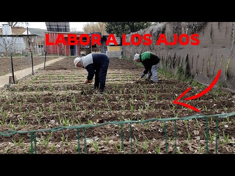 Dando labor a los ajos