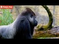 Gorila Primata Terbesar Di Dunia