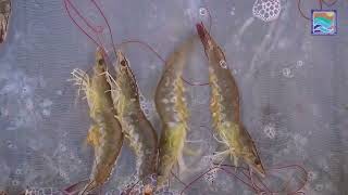 Success Story of Women Fish/Shrimp Farmer at District Bhiwani