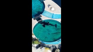 Heartbreaking video of "world's loneliest orca" trapped in tank