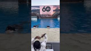 Soulja Boy throws a fish into Killer Whales mouth at Seaworld 🐠