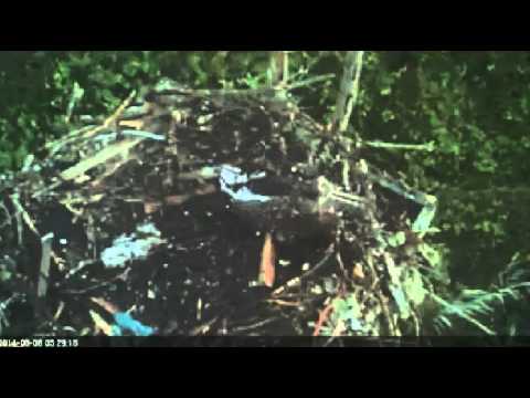 2014-08-06 WHOI 0528am 2min