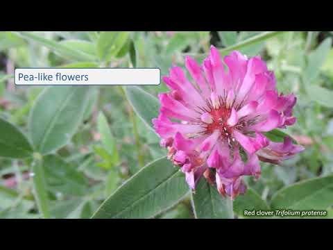 Fabaceae - UK wildflowers - Five-minute families