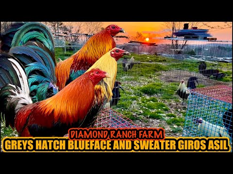 Greys Hatch Blueface And Sweater Giros Asil ~ DIAMOND RANCH GAMEFARM