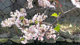 【下関市】壇具川の桜