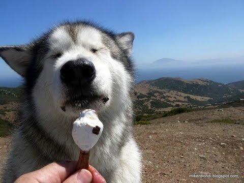 Alaskan Malamute eating an ice-cream in Spain, with Africa in background