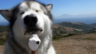 Alaskan Malamute eating an ice-cream in Spain, with Africa in background