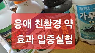 친환경 응애약 효과 입증실험