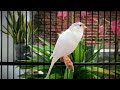 Train Your Belgian Canary To Sing Louder Than Ever ️ Belgian Canary