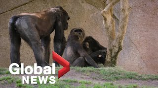 Coronavirus: Gorillas at San Diego Zoo in California test positive for COVID-19