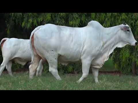 BACANA3136/18 TE CACHOEIRA 2C