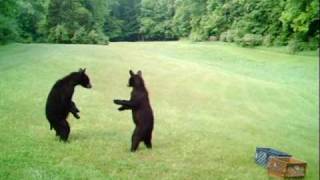 preview picture of video 'Black Bear Cubs playing in NJ'