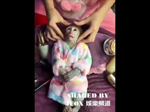MONKEY MASSAGE ....