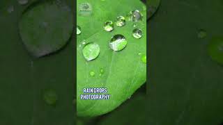 zooming in rain drops on leaves photography #shorts