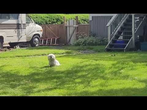 Wendigo filmed in West Virginia forest