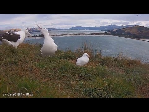 190227 #RoyalCam live stream - OBL粗魯，Red前來救援