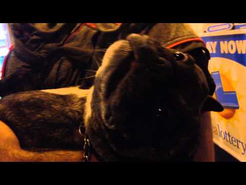 Gus and Payam's love child