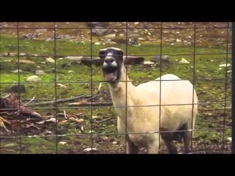 Bee Gees stayin alive goat