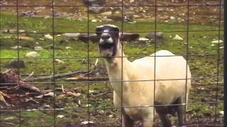 Bee Gees stayin alive goat