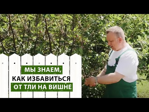 ЭФФЕКТИВНЫЙ СПОСОБ БОРЬБЫ С ТЛЕЙ НА ВИШНЕ | как бороться с тлей