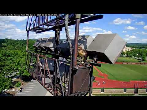 K1 Perches On Light Tower Adjacent To #CornellHawks Nest – June 23, 2021