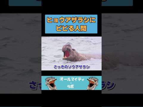 最恐のアザラシ #animals #動物