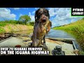 Catfish Makes a Comeback With 70+ Iguana Removal On The Iguana Highway