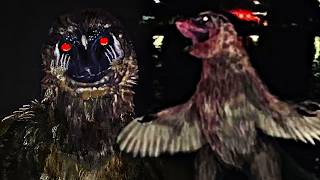 the disturbing horrors of the weird birds arg