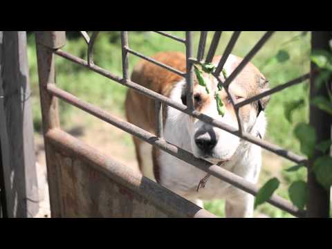 Strašný pes straší 1.