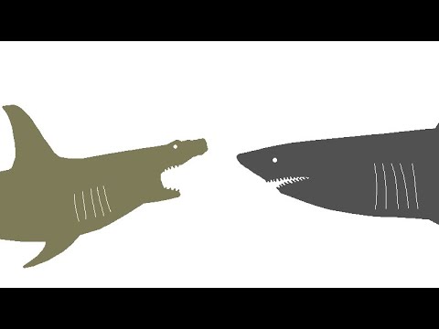 Great White Shark vs. Hammerhead Shark