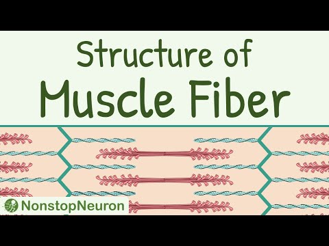Structure of a Skeletal Muscle Fiber || Sarcomere, Thick filament, Thin filament, Actin, Myosin etc