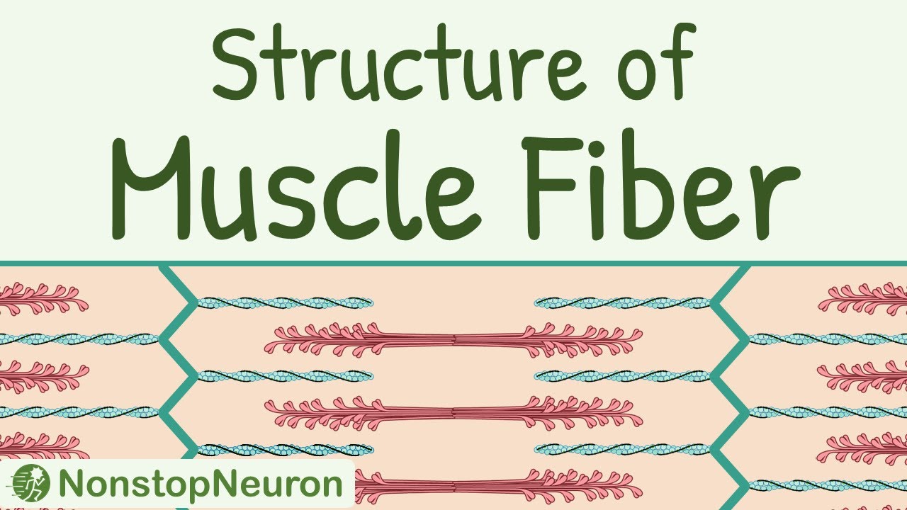 Structure of a Skeletal Muscle Fiber || Sarcomere, Thick filament, Thin filament, Actin, Myosin etc