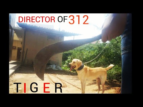 Tiger-sneak peek -psycho thriller intro scene