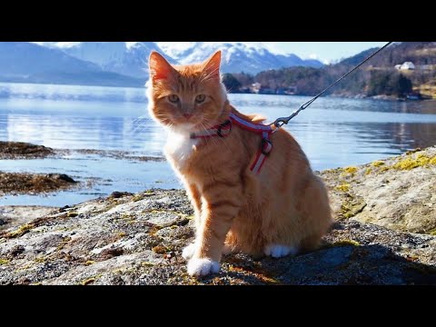 Lovely Norwegian Forest Cat Primus