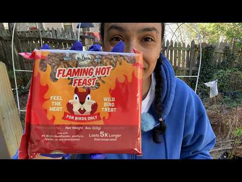 Do Squirrels like Spicy Bird Food? | 2026 Feeding Fridays Ep. 09