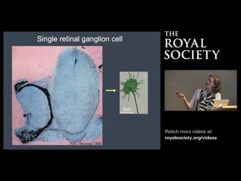 Wiring up the brain: How axons navigate