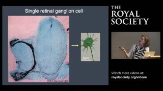 Wiring up the brain: How axons navigate