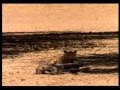 Cheetah S Vs Wildebeest S