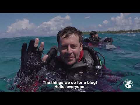 Great Hammerhead Shark – Tamataroa Ep.4 - The strategy of line diving