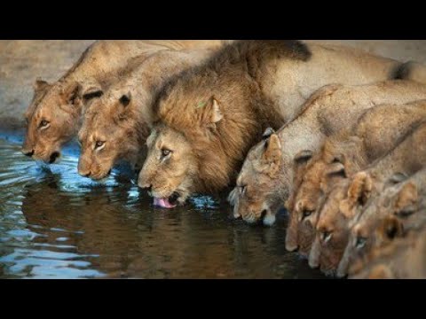 4K African Animals: Hwange National Park - Amazing African Wildlife Footage with Real Sounds in