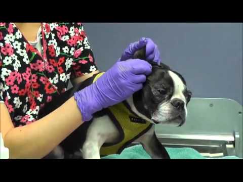 3-PACK Otiderm Ear Cleanser (8 fl oz) Video