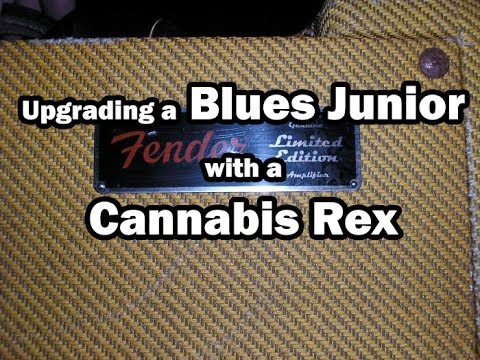 Cannabis Rex Installed in a Blues Junior