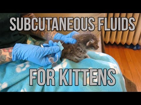 Subcutaneous Fluids for a Dehydrated Kitten