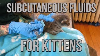 Subcutaneous Fluids for a Dehydrated Kitten