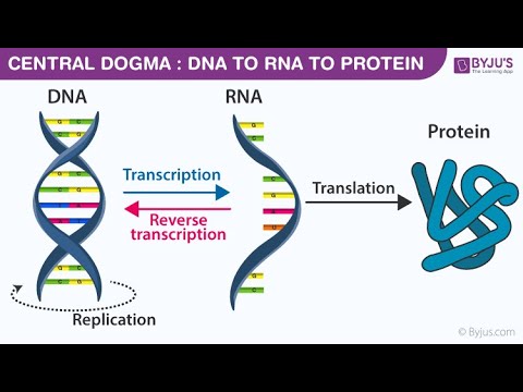Dogma of Life Protein Synthesis: Transcription & Translation