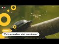 Opvang voor gedumpte schildpadden geopend