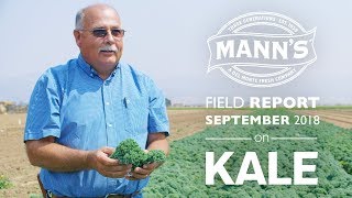 Field Report | September 2018 - Kale Cabbage Blend