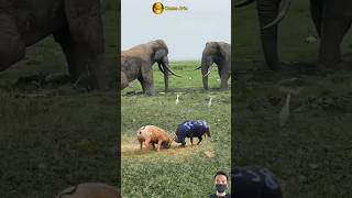 Download lagu WOW!! PERSETERUAN ANTAR GAJAH DAN KERBAU #animals #shorts mp3 Download lagu WOW!! PERSETERUAN ANTAR GAJAH DAN KERBAU #animals #shorts mp3