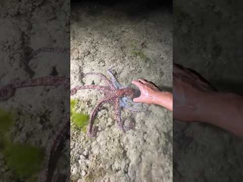 Hand-Catching an OCTOPUS in Low Tide! 🌊