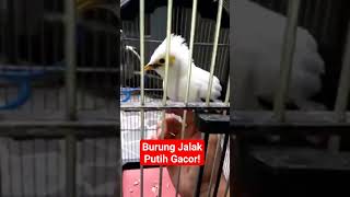 Download lagu Burung Jalak Putih Gacor!#shorts #kicaugaruda #yearofyou mp3